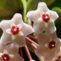 Hoya carnosa (L.f.) R.Br.